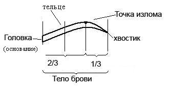 Правила коррекции лица с помощью бровей. - student2.ru