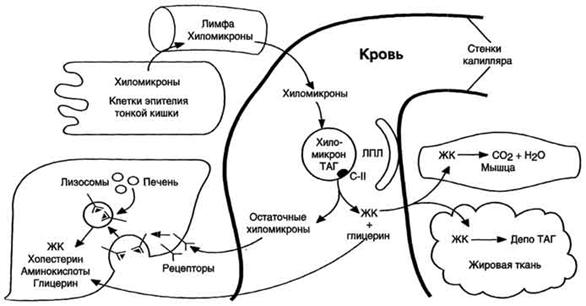 Биосинтез и использование кетоновых тел в качестве источника энергии - student2.ru