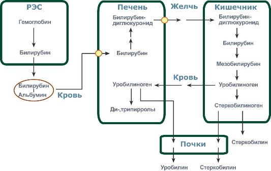 Полиморфные формы гемоглобина - student2.ru