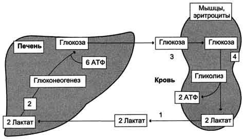 Распространение и физ значение анаэробного распада глюкозы - student2.ru