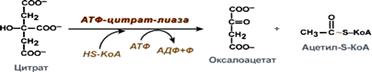 Эссенциальные жирные кислоты:омега6,3-кислоты как предшественники синтеза эйкозаноидов. - student2.ru