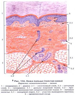 ПРЕПАРАТ №137. Соединительные ткани дермы кожи. Кожа пальца человека - student2.ru