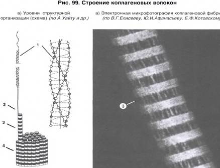 ПРЕПАРАТ №137. Соединительные ткани дермы кожи. Кожа пальца человека - student2.ru