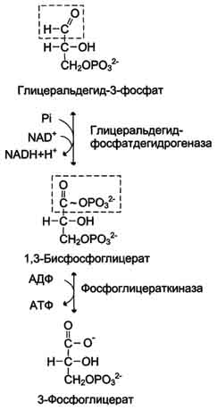 Превращение глицеральдегид-3-фосфата в пируват - student2.ru