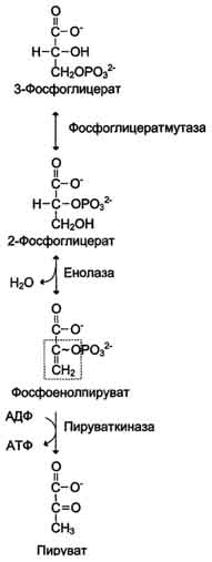 Превращение глицеральдегид-3-фосфата в пируват - student2.ru