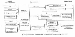 Превращение липидов при производстве продуктов питания - student2.ru