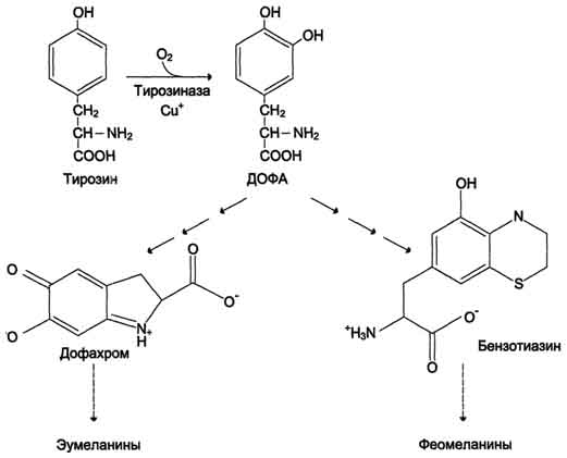 Превращение тирозина в меланоцитах - student2.ru