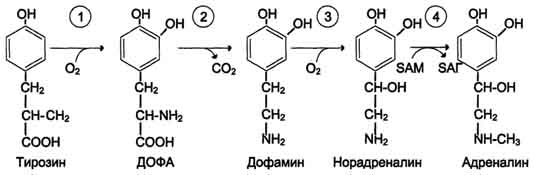 Превращение тирозина в меланоцитах - student2.ru