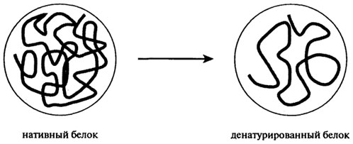 превращения белков в технологическом потоке - student2.ru