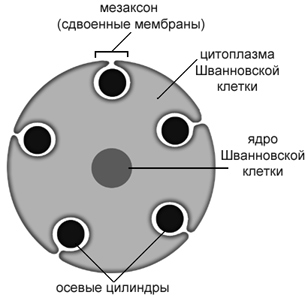 Приложение 2. Схема созревания лимфоцитов. - student2.ru