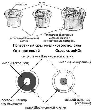 Приложение 2. Схема созревания лимфоцитов. - student2.ru