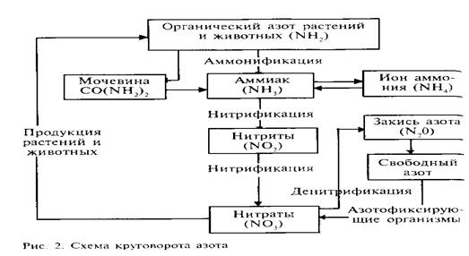 Примеры круговоротов веществ в биосфере - student2.ru