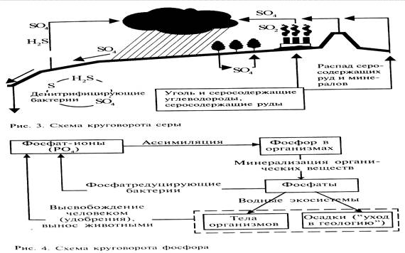 Примеры круговоротов веществ в биосфере - student2.ru