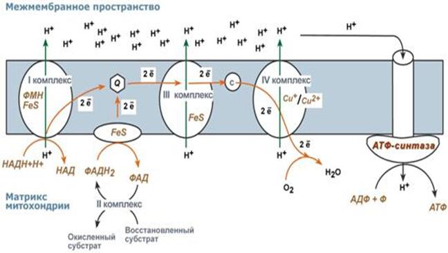 Принцип работы дыхательной цепи - student2.ru