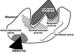 Принципы количественного определения активности ферментов - student2.ru