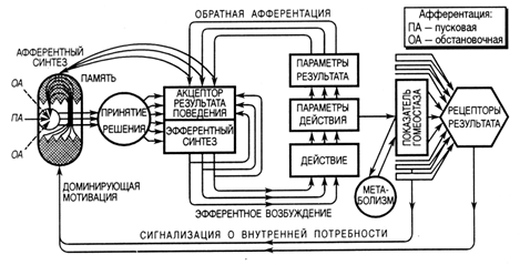 Принципы взаимодействия функциональных систем - student2.ru