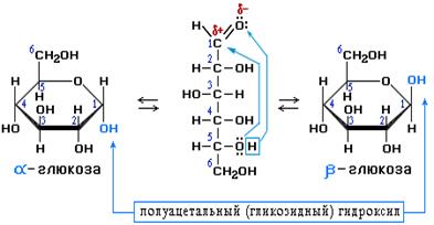Производные моносахаридов. Аминосахара. Сахарные кислоты. - student2.ru