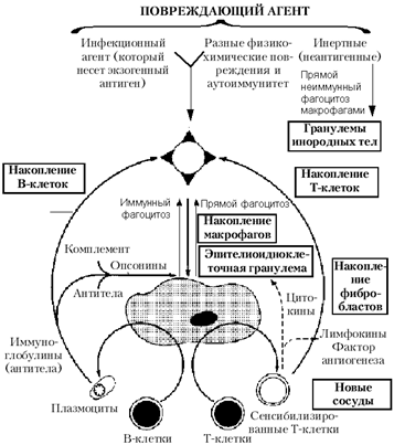 пролиферативное воспаление - student2.ru