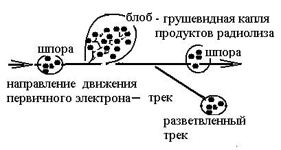 Пространственная и временная картина воздействия излучения на вещество - student2.ru