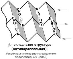 пространственная организация белковой молекулы - student2.ru