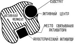 Пути регуляции активности ферментов - student2.ru
