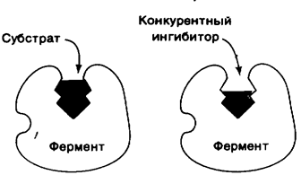 Пути регуляции активности ферментов - student2.ru