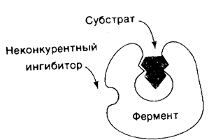 Пути регуляции активности ферментов - student2.ru