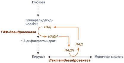 Распад гликогена (гликогенолиз) - student2.ru