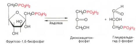 Распад гликогена (гликогенолиз) - student2.ru