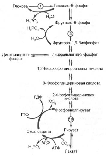 Распад гликогена (гликогенолиз) - student2.ru