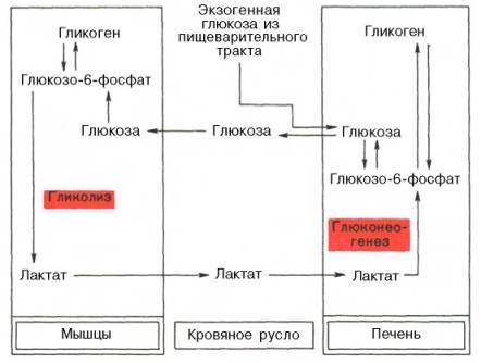 Распад гликогена (гликогенолиз) - student2.ru