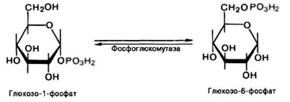 Распад гликогена (гликогенолиз) - student2.ru