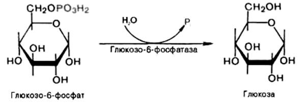 Распад гликогена (гликогенолиз) - student2.ru