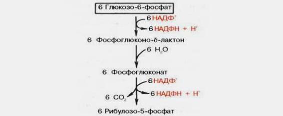 Распространение и физ значение анаэробного распада глюкозы - student2.ru