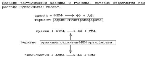 Различия в катаболизме пуриновых и пиримидиновых азотистых оснований. - student2.ru