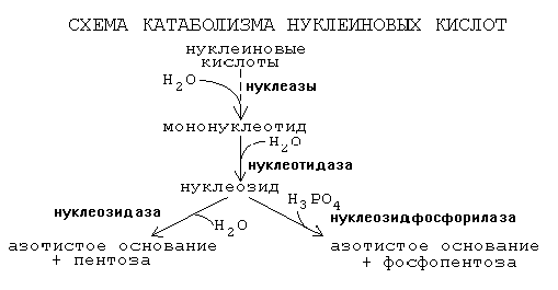Различия в катаболизме пуриновых и пиримидиновых азотистых оснований. - student2.ru