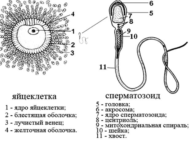 Размножение это свойство живых организмов воспроизводить себе подобных. - student2.ru