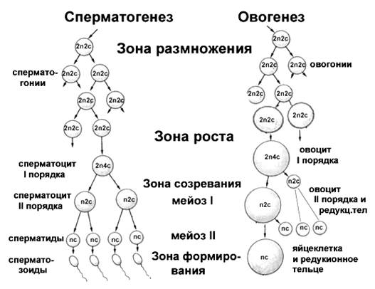 Размножение это свойство живых организмов воспроизводить себе подобных. - student2.ru