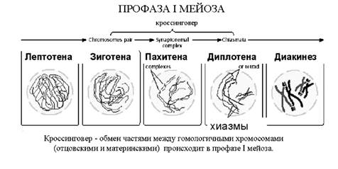 Размножение это свойство живых организмов воспроизводить себе подобных. - student2.ru