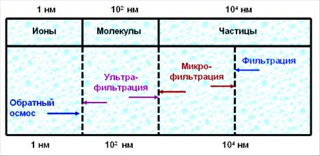 Разрушенная фагами бактерия - student2.ru