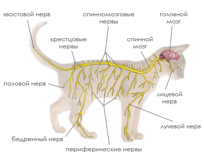 Развитие нервной системы кошки - student2.ru