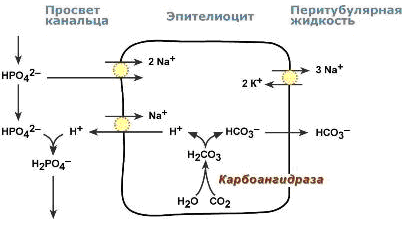 Реабсорбция бикарбонат-ионов - student2.ru