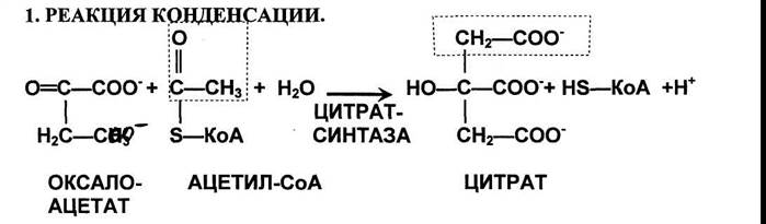 Реакции цикла трикарбоновых кислот - student2.ru