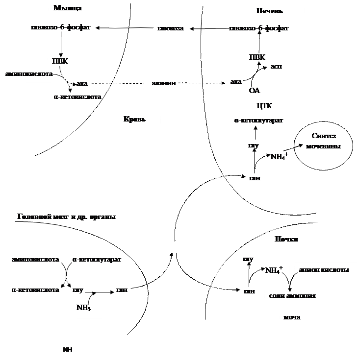 Реакции декарбоксилирования - student2.ru