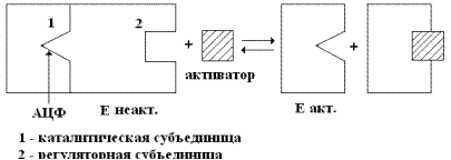 Регуляция активности ферментов. - student2.ru