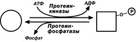 Регуляция активности ферментов - student2.ru