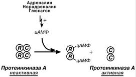 Регуляция активности ферментов - student2.ru