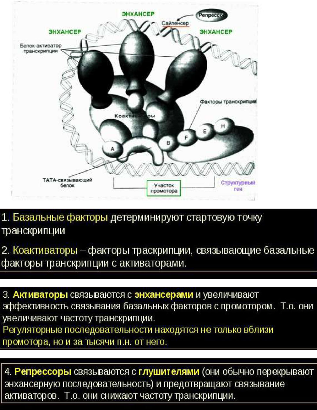 Регуляция биосинтеза белка у эукариотов. - student2.ru