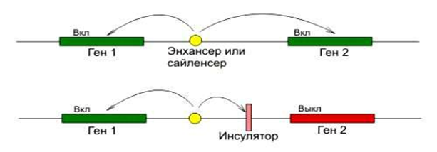 Регуляция биосинтеза белка у эукариотов. - student2.ru