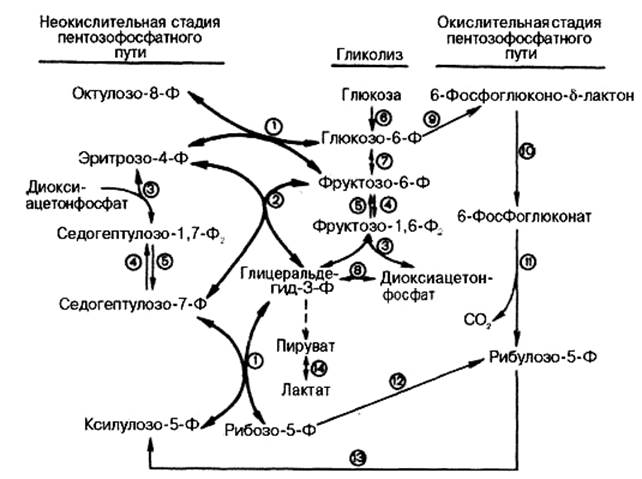 регуляция метаболизма углеводов - student2.ru